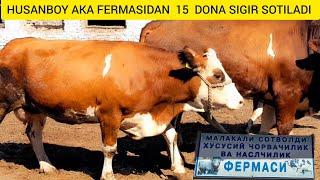 FERMADAN 15 DONA SIGIR SOTILADI ️ 93 552 77 67 ️ 97 091 00 07  @Hikmatillo_uz