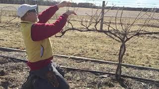 VSP Grape Pruning Tutorial