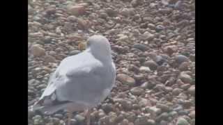 The Mind Orchestra - Seagull