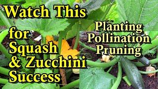 A Complete Guide to Growing Summer Squash & Zucchini: Planting, Watering, Fertilizing, & Pruning