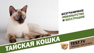 TEST.TV:  Тайская кошка найдите десять отличий.