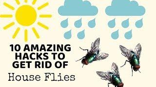 10 Cleaning Hacks to get rid of HOUSE FLIES in Monsoons - TESTED! | Non-Toxic ways