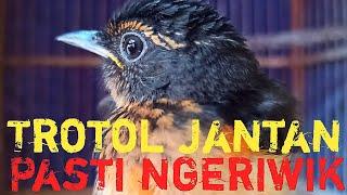 TROTOL JANTAN PASTI NGERIWIK SEPERTI INI‼️USIA MANDIRI TROTOL JANTAN DARI BETINA ABU-ABU‼️