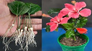 Grow Hibiscus From Leaf - New Method