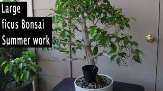 Tips to improve Bonsai, Summer Bonsai work.