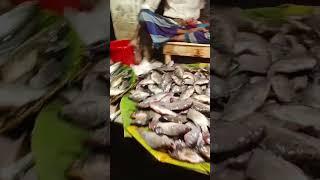 Fish cutting xoo4