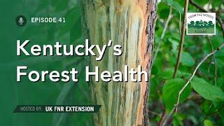 State of Kentucky's Forest Health - From the Woods Today - Episode 41