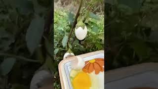 Яйца Растут на Дереве. Подпишись пожалуйста. Новые видео каждый день.