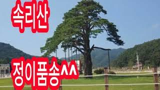 【한국시골마을탐방】 충북시골에 ~속리산 정이품송^