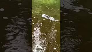 Silver fishing Situk River Yakutat Alaska