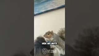 Squirrel Hides Nut in Owner’s Hair: Funniest Moment Caught on Camera! ️