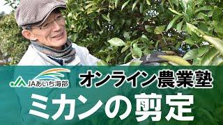 ミカン（柑橘類）の剪定方法についてご紹介します！【作業の適期：３月～４月頃】