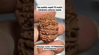 top quality nepali 13 mukhi rudraksha collector piece #youtubeshorts #shorts #rudraksha