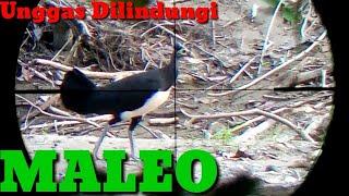 Burung MALEO Inilah unggas sulawesi yang terancam punah dan di lindungi (MALEO)