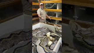 How far can this giant snake strike 