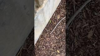 Look At What We Found!  #frog #cutefrog #nature #funny #cute