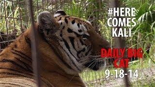 Daily Big Cat - 9-18-14 - Here Comes Kali Update