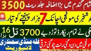 Today Wheat price in punjab//گندم کا ریٹ 2024/munji makki till sarso/Galla mandi rate today