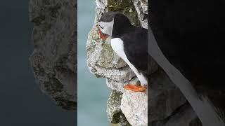 It’s puffin season in Iceland! 🪶🪺 #puffins #iceland #icelandadventure #icelandtravel #icelandtrip