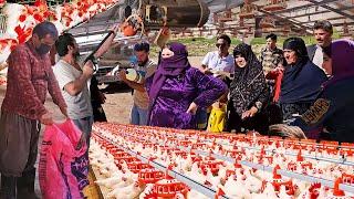 Reopening of the Doora chicken farm is near