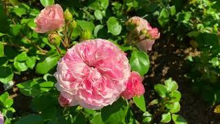 German Roses from Kordes and Rosen Tantau : Bad Kissingen Rose Garden