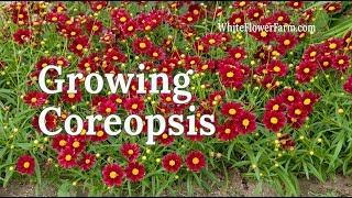 Growing Coreopsis