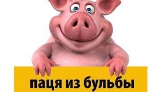 Паця из бульбы (хрю, хрю..)