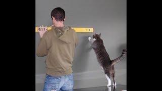  Cat - skillful paws!  Funny video with cats and kittens for a great mood! 