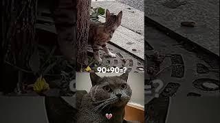 Mr Bombastic cat Part-3 #shorts #cat #oogway #bombastic#viral #feedshorts