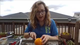 Bird Feeder Fun!