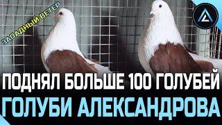 ПОДНЯЛ БОЛЬШЕ 100 НИКОЛАЕВСКИХ ГОЛУБЕЙ ПО ЗАПАДНОМУ ВЕТРУ (ГОЛУБИ АЛЕКСАНДРОВА с.ШАБЕЛЬСКОЕ)