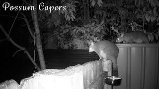 Male Brushtail Possum Tries His Best to Get to the Food Bowl