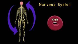 Human Body /Human Body Systems/Human Anatomy