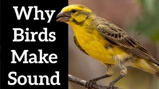 Birds Sounds - Why Birds Make Sound