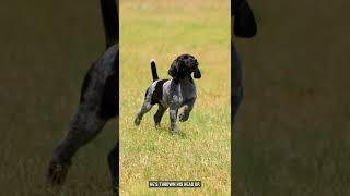 German Shorthair Pointer Puppy Training