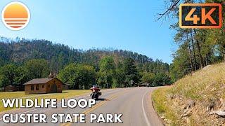 Wildlife Loop in Custer State Park, South Dakota! Drive with me!