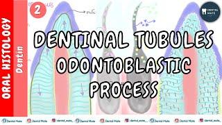 Dentinal tubules | Odontoblastic process | Curvatures | Branches | Dr Paridhi Agrawal