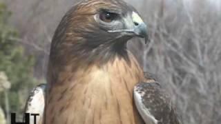 Red Tailed Hawks of Utah