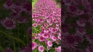 Summer blooms #flowers#florist#nature#gardenscapes#gardentour#flowergarden