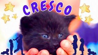 Cresco. Canzone per bambini