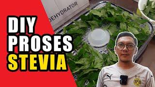 DIY Proses Daun Stevia