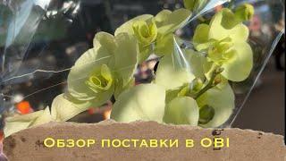 Прогулка-обзор орхидей в OBI , Санкт-Петербург Гарден Сити #phal #цветенияорхидей #сортаорхидей #obi