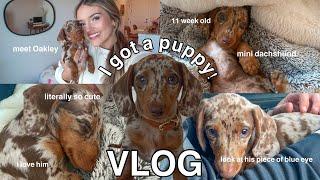 I GOT A PUPPY *vlog* (bringing him home, meet Oakley, 11 week old mini dachshund!!)
