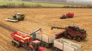 CASE IH Axial Flow 9250 & CLAAS Lexion 770 / Corn Harvest 2021/ Rostěnice, a.s. (1/2) (4K)