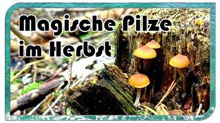 Magische Pilze im Herbst