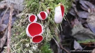 scarlet elf cup mushrooms