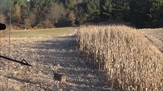 Illinois giant whitetail deer hunt