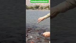 #shorts #fishpoint #fishfarm #fishing #fish #viral #trending #maheshbishnoi