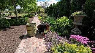 Pruning, Deadheading & Early Summer Cleanup in the West Side Flower Bed! ️ // Garden Answer