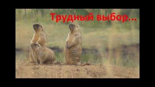 Охота на сурка байбака 2023  Поволжье